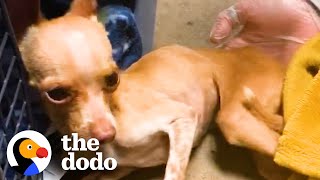 Skinniest Chihuahua Can't Stop Shaking After Being Found In A Ditch | The Dodo
