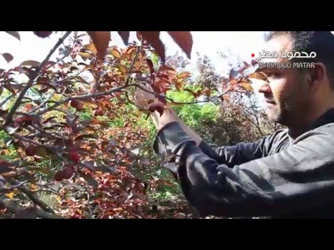 كفرراعي تنظم مهرجان الكرز الأول في فلسطين 2016 محمود مطر