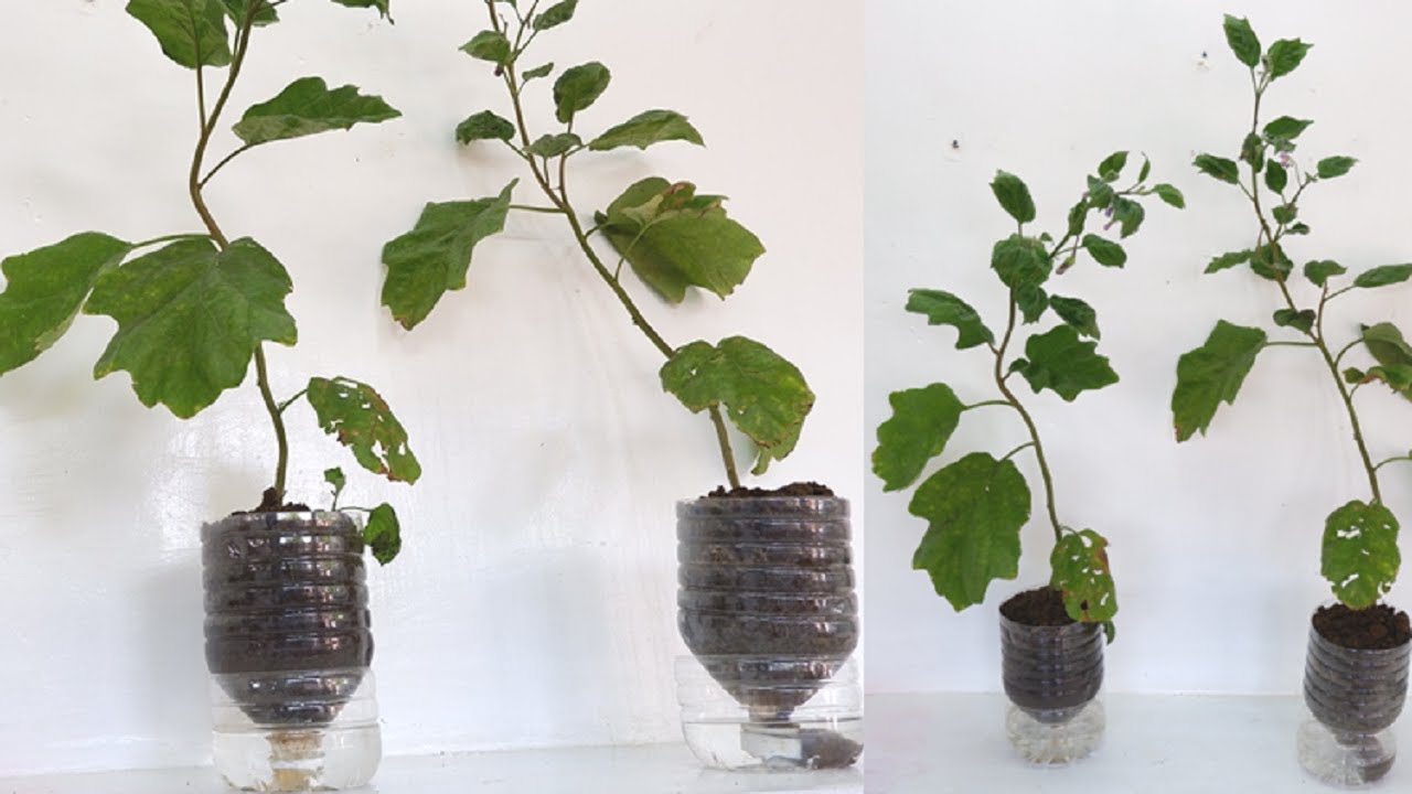 I Tried Growing Eggplant in Self Watering Plastic Bottles YouTube
