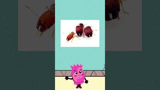 Real Story of Ants🐜 #insects #animals #ants