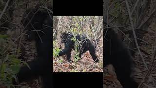 Schimpansen filmen im Gombe Nationalpark