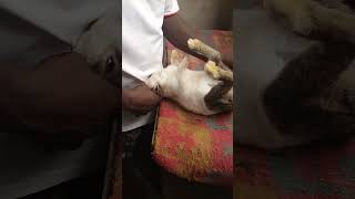 Managing rabbit injuries on the farm. The healing process.