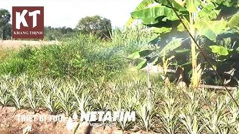 VÒI TƯỚI PHUN MƯA DNET NETAFIM