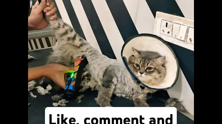 Video 9306241: persian angry cat grooming, persian cat pets dog, persian cat funny pets, cat kitten grooming, cats catlover kitten