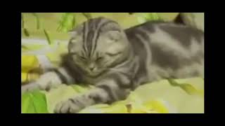 F.kc22 When She Sleepy Be Like