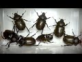 カブトムシを掘り出すと...