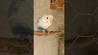 #video #birds #coleirosolto #viral #calopsita #cockatiel #videoshort #shortsvideo #shorts #pets