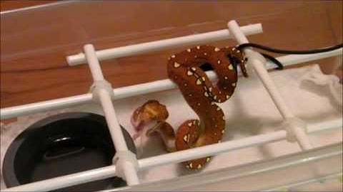 Green Tree Python neonate feeding compilation [HD]
