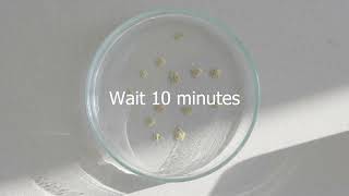 Aggregate stability test with Petri dish