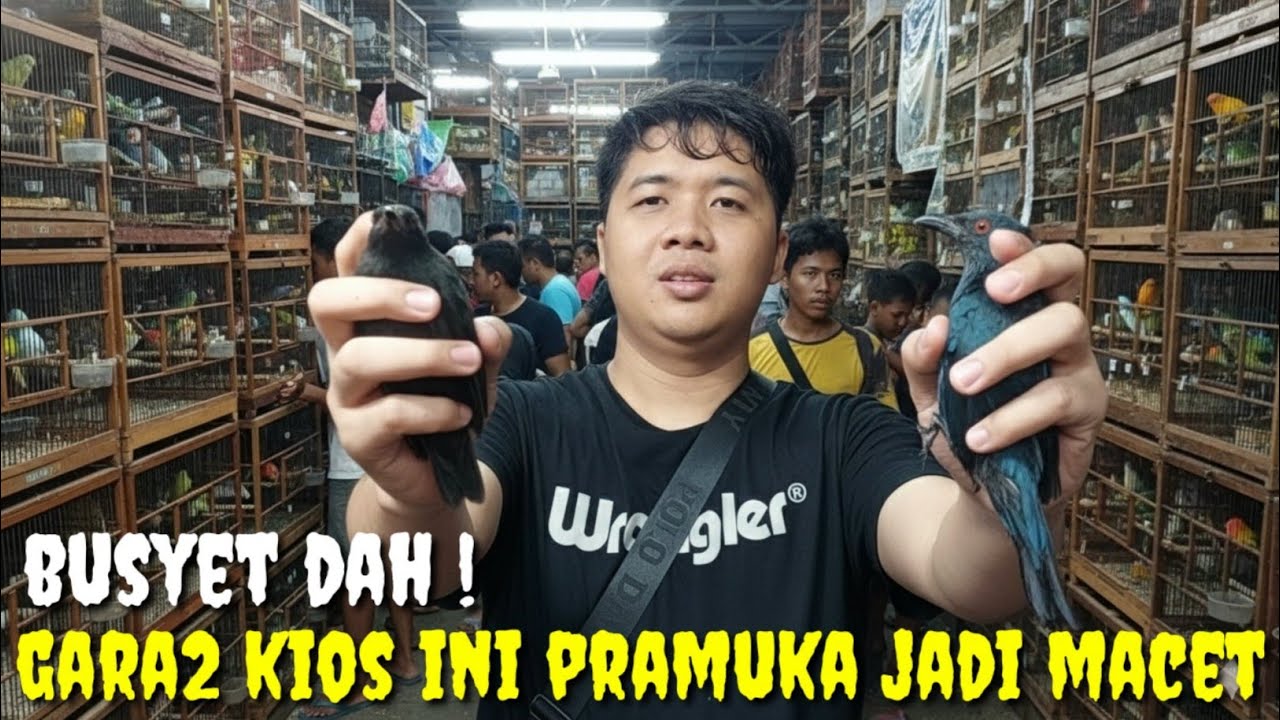 UEDAN..! KIOS INI DI SERBU PENGUNJUNG, GARA2 JUAL BURUNG DGN HARGA MURAH
