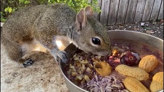 Squirrels tasting a smoothie bowl ends adorably…