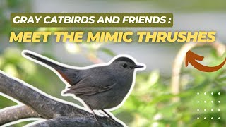 Catbirds and Friends: Meet the Mimics