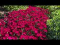 Paint the Town Red Dianthus