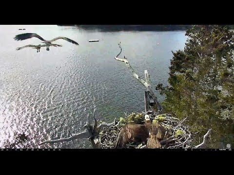 Intruder at Hog Island, Rachel goes in for the chase 2018 04 21 17 29 ...