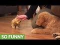 Golden Retriever puppy super jealous of toy doggy