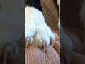 Retractable Claws Claws Cat Animal Comedyvideo Cooling 