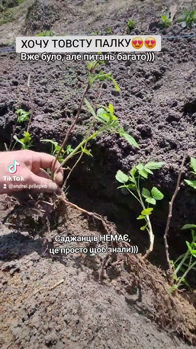 Чи потрібна на малині ТОВСТА ПАЛКА?? #малина #виноград# - YouTube