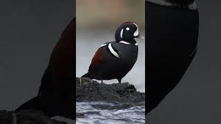 Male Harlequin Duck (January 15th, 2023) #shorts Male Harlequin Duck (January 15th, 2023) #shorts