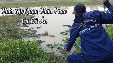 Câu cá đập suối nhum, Có nồi cá trê kho gừng, cá rô phi | Câu cá tự nhiên | Câu đài | Fishing