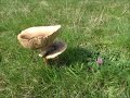 Download 90 - D'énormes champignons dans mon terrain - 18/10/2016 90 - D'énormes champignons dans mon terrain - 18/10/2016