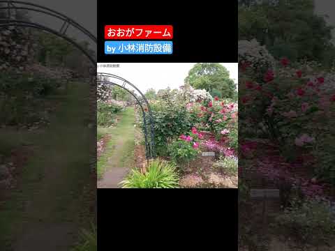 おでかけ:おおがファーム OGA FARM②(大分県速見郡日出町)~小林消防設備 福岡県豊前市 全類消防設備士 第二種電気工事士 経営学修士~