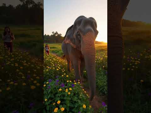 Elephant Walking In Flower
