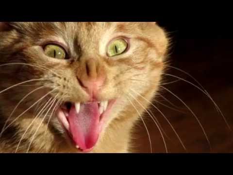 Video: Por Qué No Puedes Besar Gatos: Motivos De La Prohibición