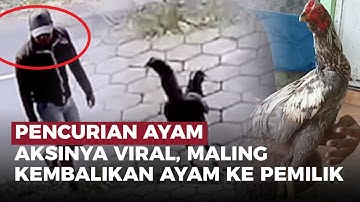 Video saat Beraksi Viral, Maling Minta Maaf dan Kembalikan Ayam ke Pemiliknya | OneNews Update