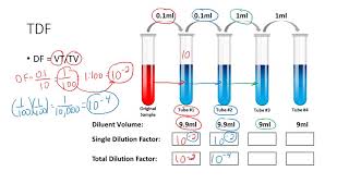 Determining the Total Dilution Factor