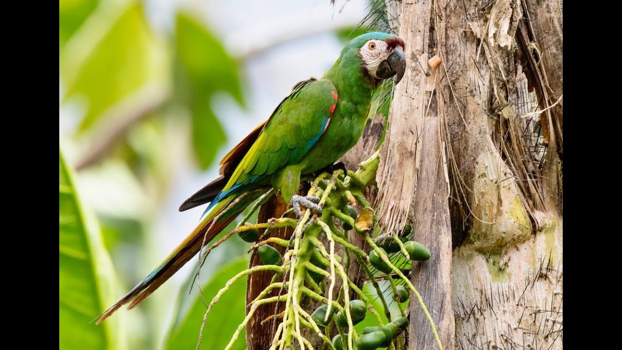 栗頭金剛鸚鵡 Chestnut-fronted Macaw 交配 - YouTube