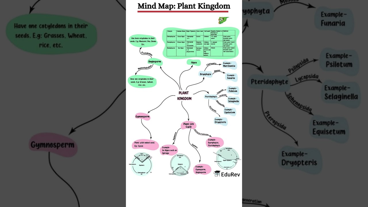 Plant Kingdom Mind Map for NEET | Save it for Later 