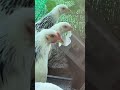 ブラマ成長記録!夏☀️