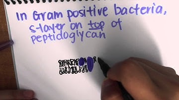 S-Layer in Bacteria and Archaea