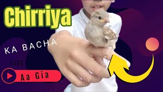 Chirriya Ka Bacha Aa Gia Sparrow Ka Bacha