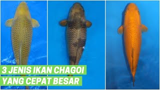 3 Jenis Ikan Koi Chagoi Yang Cepat Besar