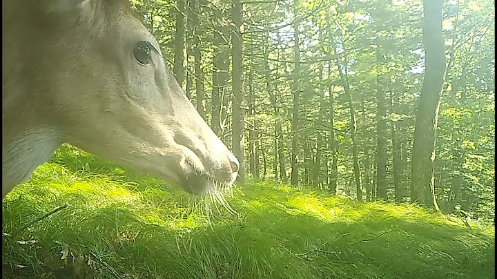 Velvet bucks in a mountain meadow