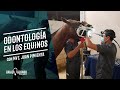 Odontología en los Equinos con MVZ. Juan Pimienta de IMOE