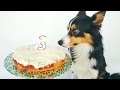 Birthday Cake for Dogs Recipe // Tastefully Vikkie