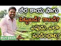 బీర కాయ సాగుతో లాభం ఎంత? | Ridge Gourd Cultivation, Investment & Profits | తెలుగు రైతు బడి