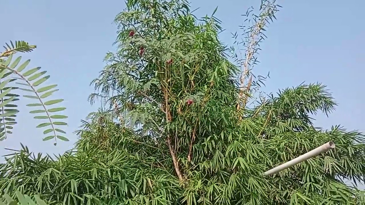 लाल हादगा hummingbird tree sesbania grandiflora rare variety red flower seeds available 9767767499