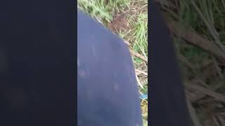 Sayd Lhasoun Bitari9A Rai3A