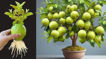 LIVE 🔴 Propagate Guava Trees From Cutting Faster With Aloe Vera And Coca Cola,growing guava trees