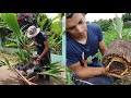 plantando mudas de coco no sítio