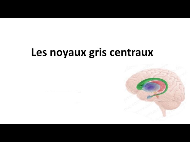 LES NOYAUX GRIS CENTRAUX
