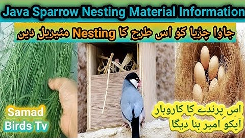 Java Sparrow Nesting Materials | Nesting Material Full Detail | Birds Best Nesting Material