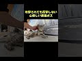 攻撃されても反撃しない心優しい黒猫ボス #猫 #ネコ #cat