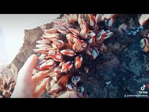 عتوني إسم هد فكيهة البحر