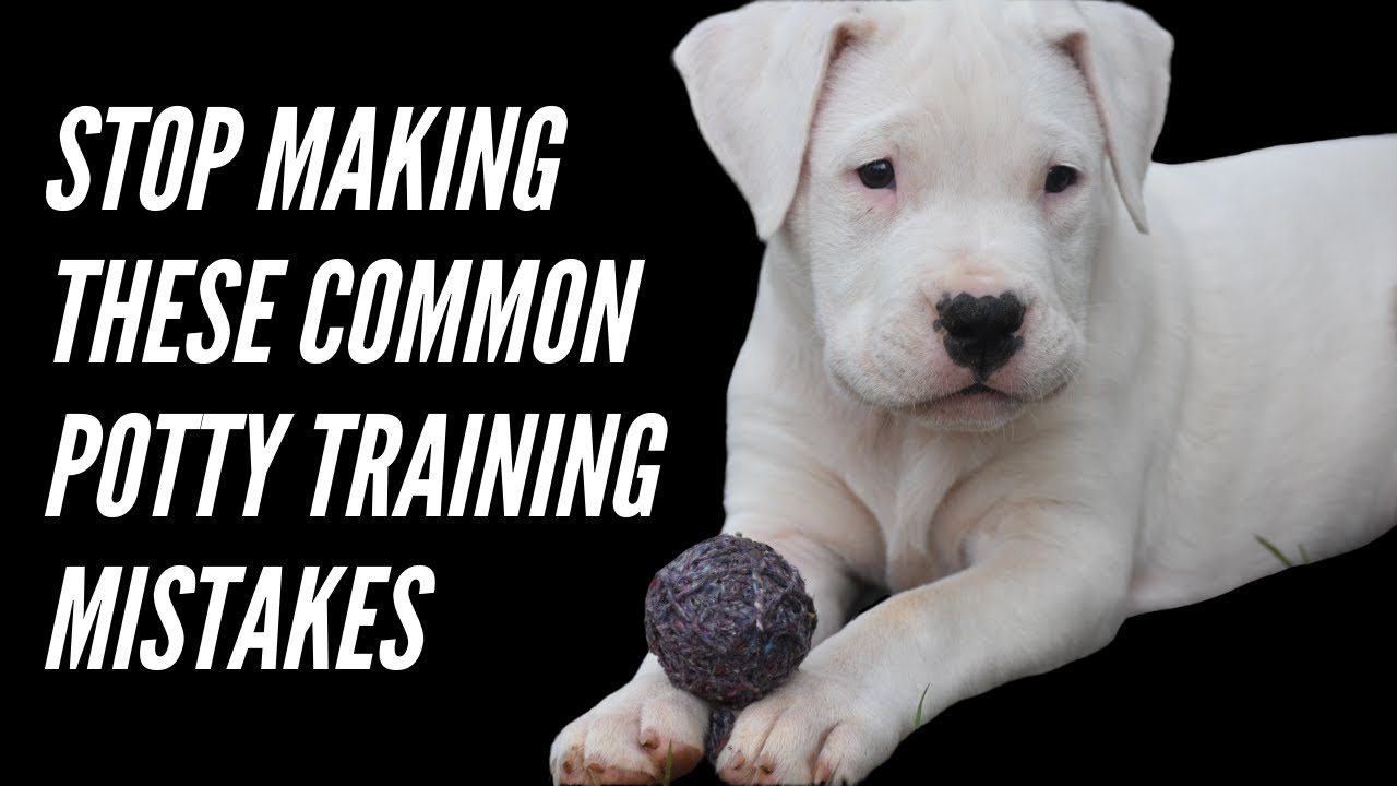 How to Train a Dogo Argentino: Expert Tips for Success