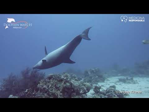 Los delfines se frotan contra los corales para paliar dolores cutáneos