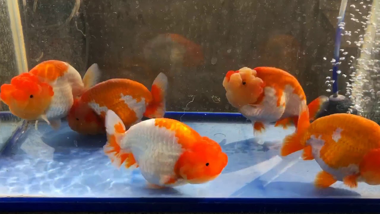 Goldfish kingdom 👑 YouTube